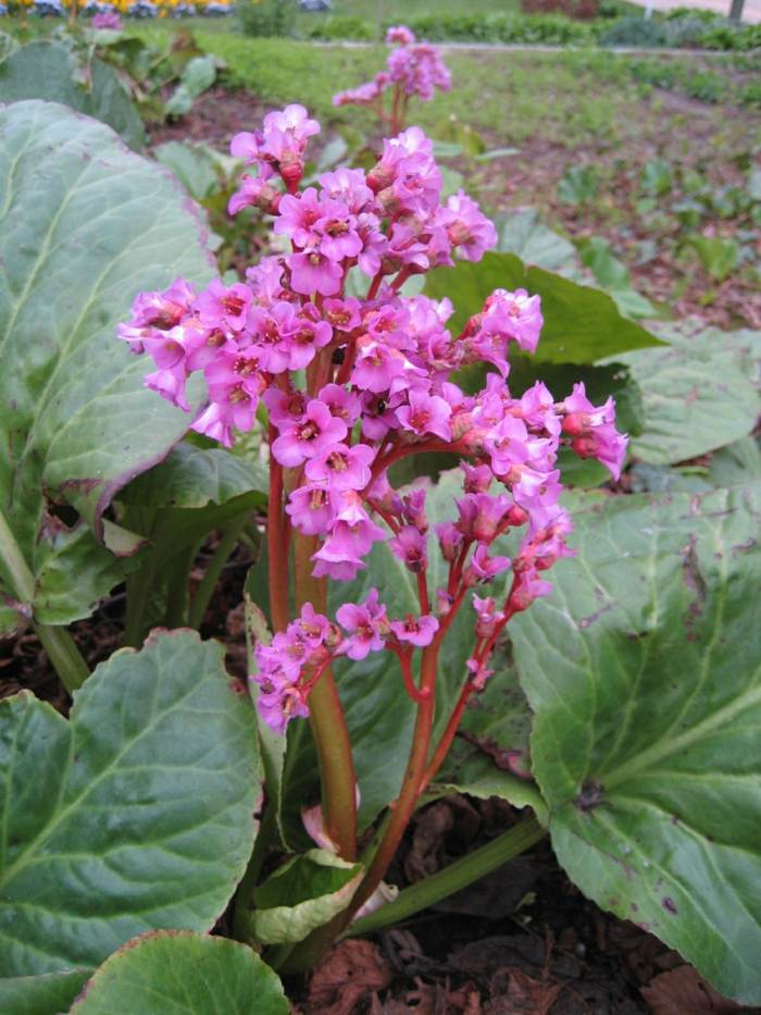 bergenia cordifolia jardim design plantas ideia rosa