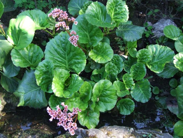 Sombra de flor de Bergenia deixa sombra em forma de coração