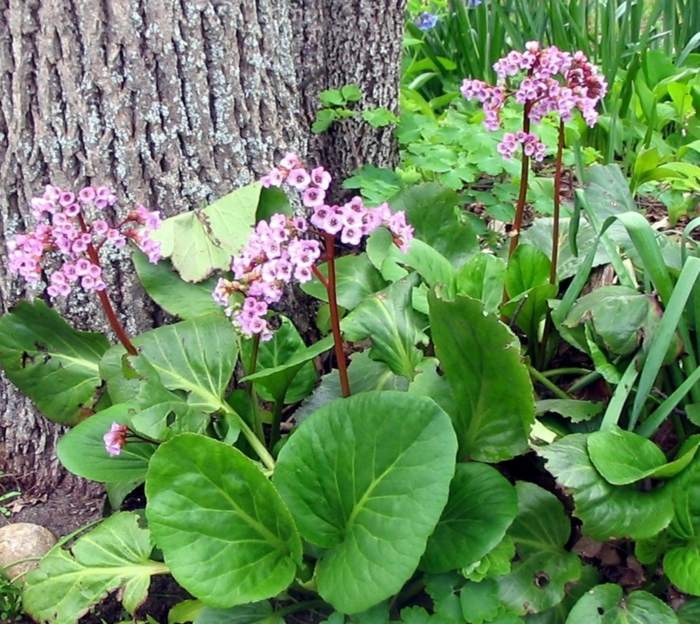 folha grossa bergenie árvore sombra flores rosa suave