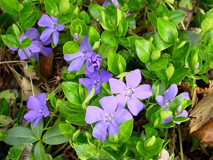 verde vinca flor solo jardim roxo