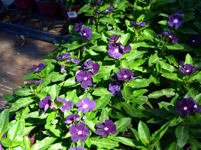 planta perene cultivada trepadeira flor roxa vinca