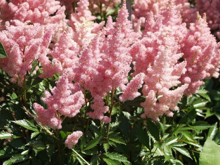 astilbe flor rosa esplendor plantas de jardim