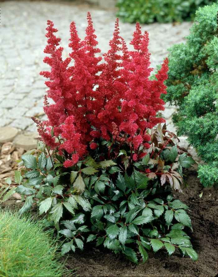 esplêndido jardim com plantas sombreadas astilbe arendsii