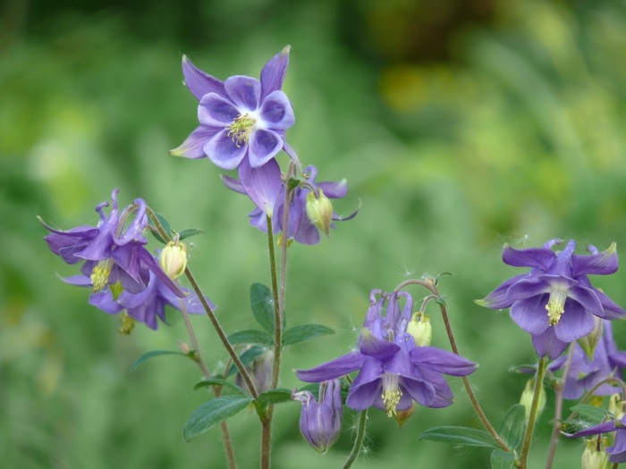 jardim com plantas sombreadas flor roxa aquilegia vulgaris