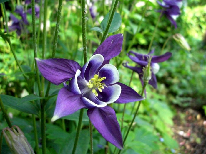 aquilegia jardim flor estrela roxa planta