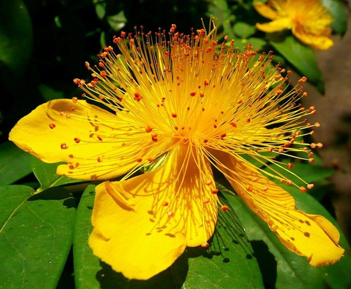 ideia de tom de erva-de-são-joão flor amarela hypericum calycinum