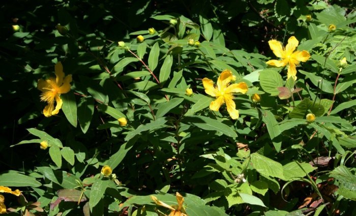 Erva de São João amarelo hypericum arbusto sombra de jardim