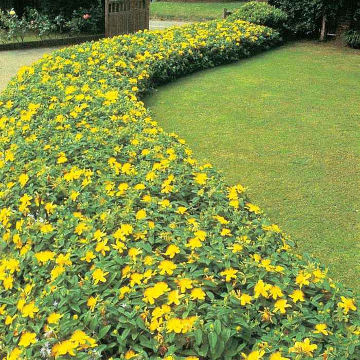 jardim com plantas de sombra canteiro de flores amarelas de erva de São João