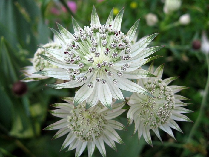Astrantia blossom Shadow forma de estrela branca design de jardim