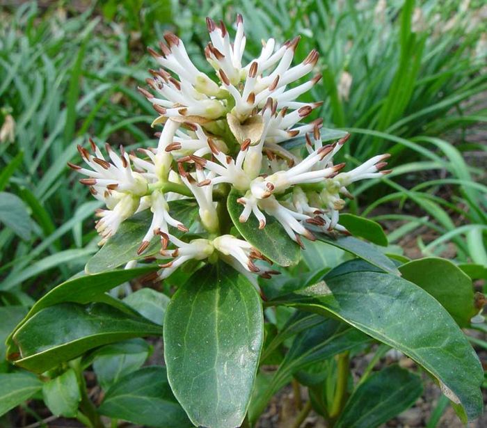 Pachysandra terminalis homem gordo planta flores branco marrom jardim