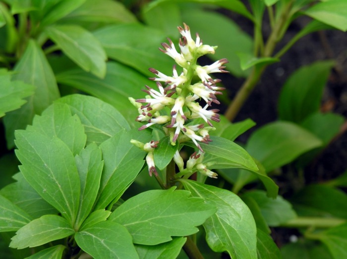 gordo pachysandra deixa as plantas sombreadas de branco