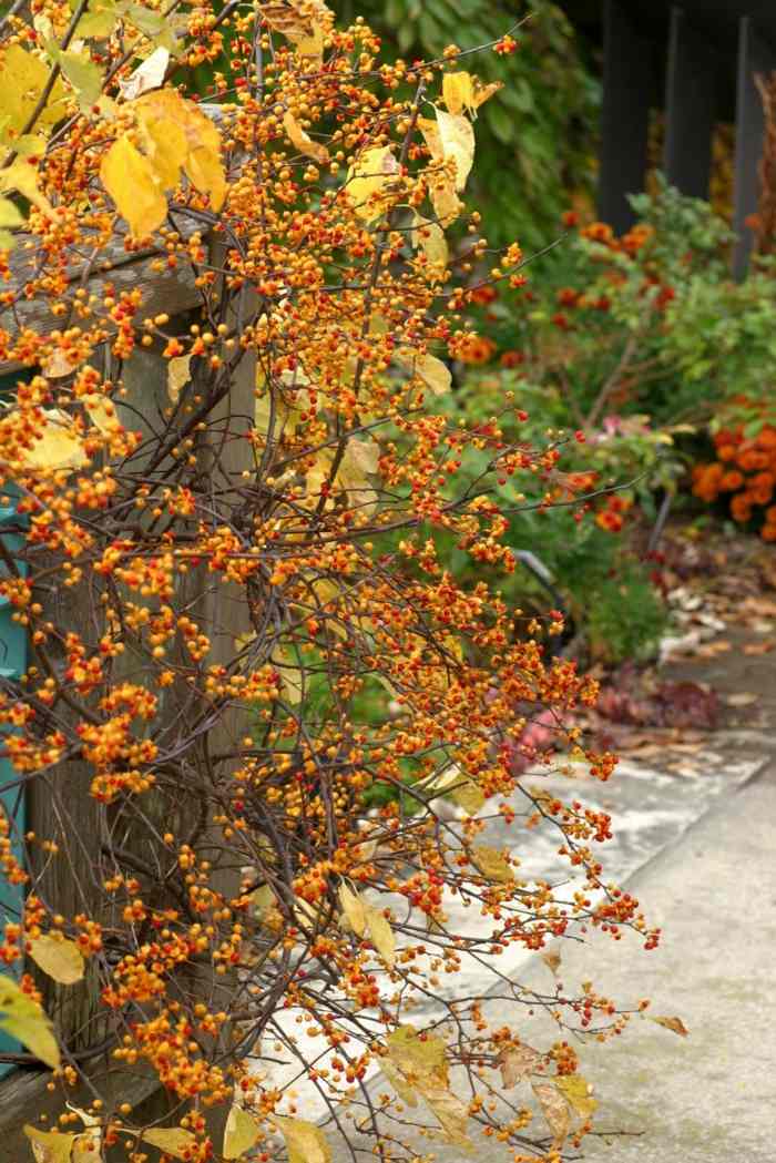 arbusto sombra planta amarelo laranja frutas folhas