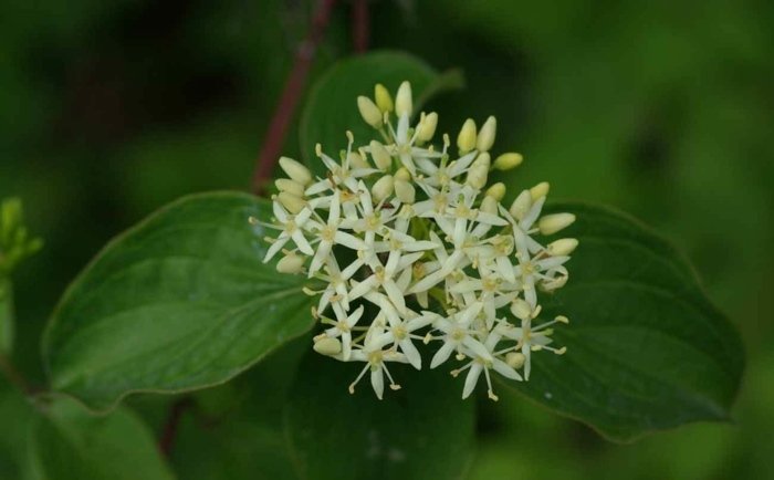 cornus vermelho cornus flor sanguínea sombra arbusto branco