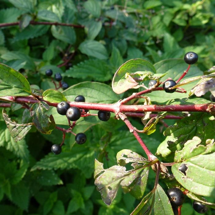 cornus sanguine sombra planta black berry dogwood