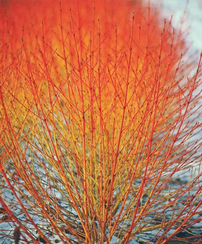 outono cornus sanguinea dogwood arbusto vermelho amarelo sombra