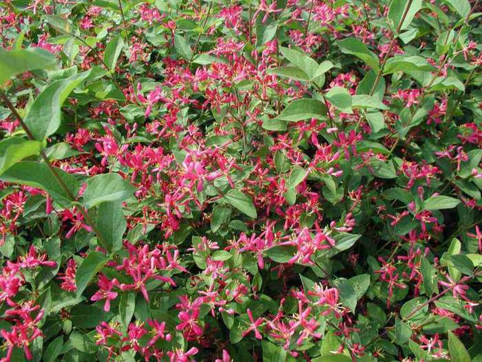 hedge flor de cerejeira rosa lonicerа planta sombra tatarica