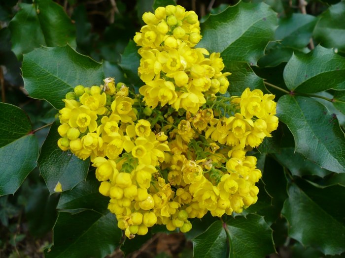 flor amarela mahonia folhas verde escuro pontiaguda sombra jardim