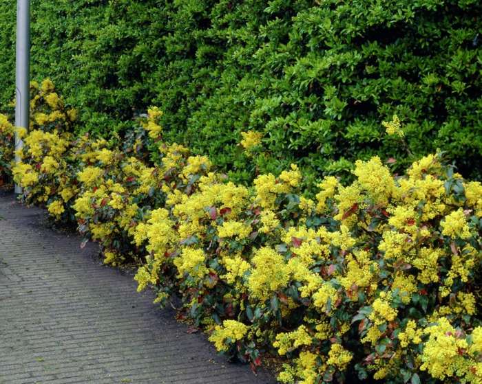 mahonia hedge flores amarelas arbusto plantas sombra