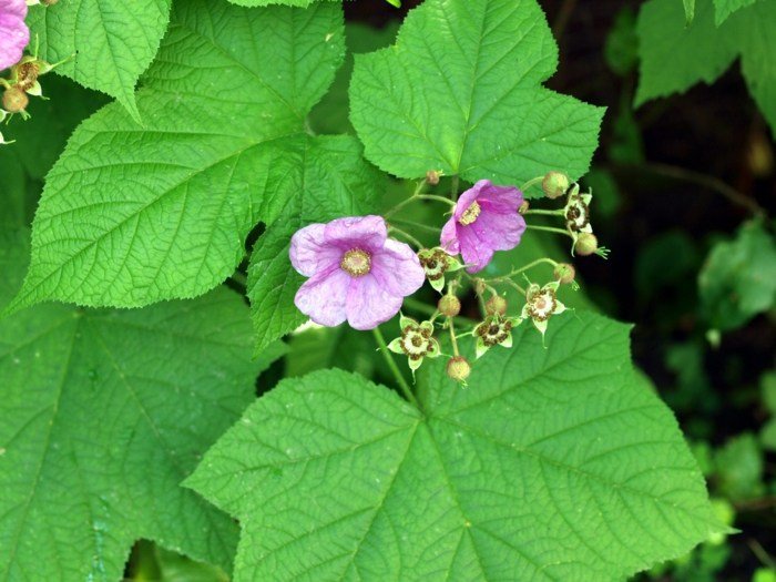 espécie rubus odoratus canela arbusto framboesa