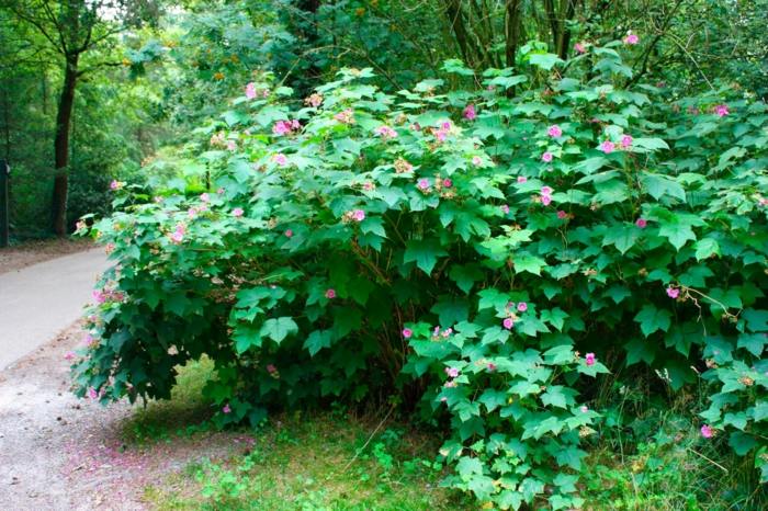 flores de arbusto de jardim de canela framboesa rubus odoratus