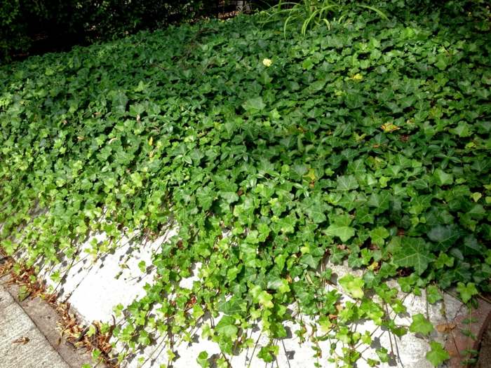forma de jardim sombra ivy vinca pedra perene