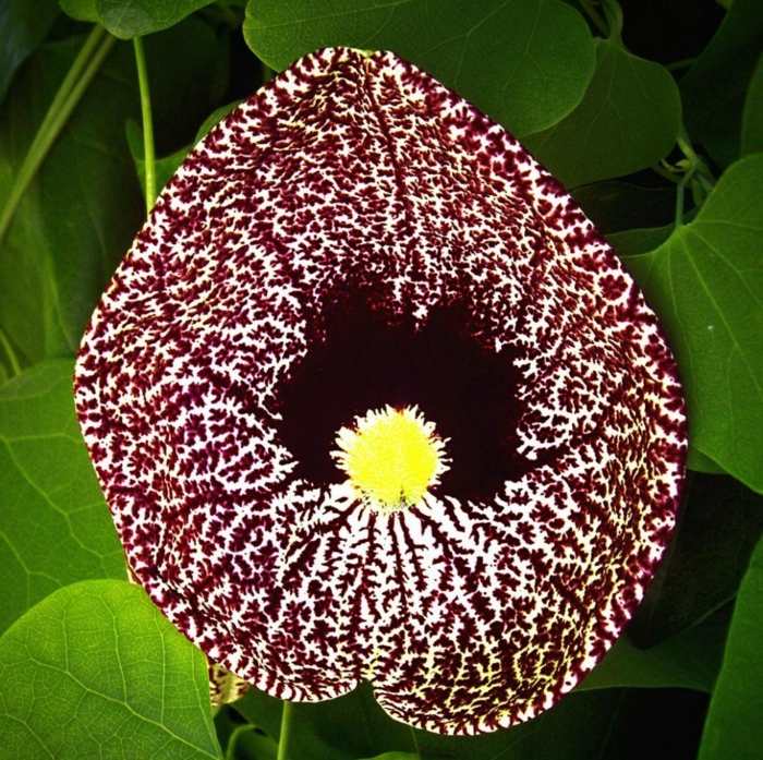 Aristolochia trepadeira flor de liana sombra deixa forma de coração