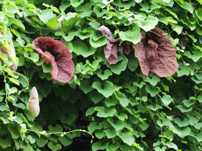 jardim com plantas sombreadas aristolochia flor roxa alpinista parede da planta