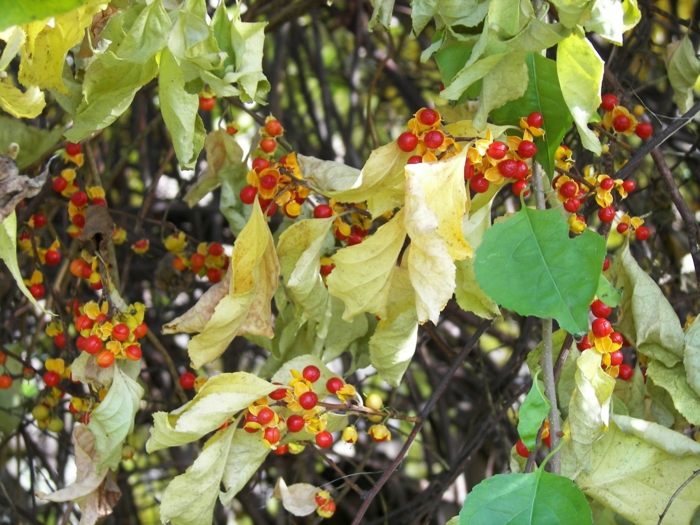 arbusto picanço planta arbusto bagas vermelhas celastrus orbiculata sombra