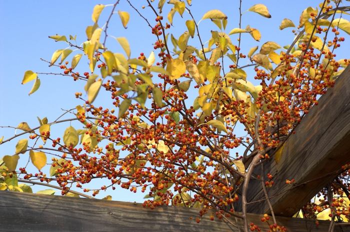 Celastrus arbusto de folhas redondas picanço de frutas amarelas laranjas bagas