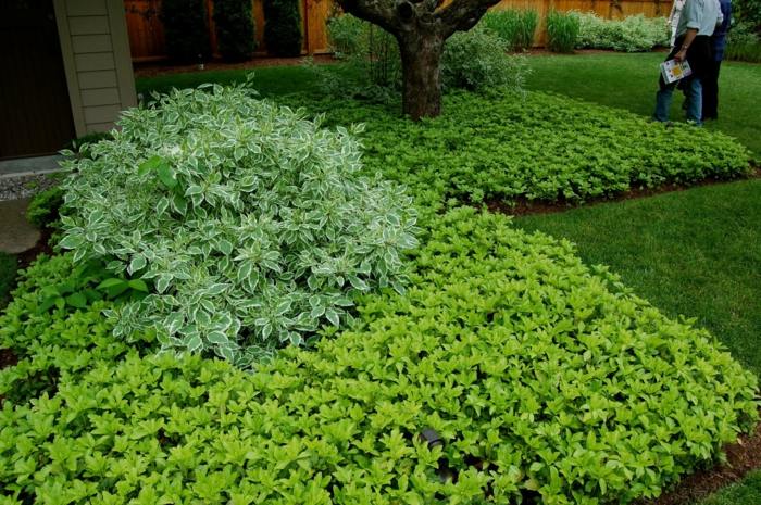 jardim canteiro plantas verdes arbustos gramado árvore