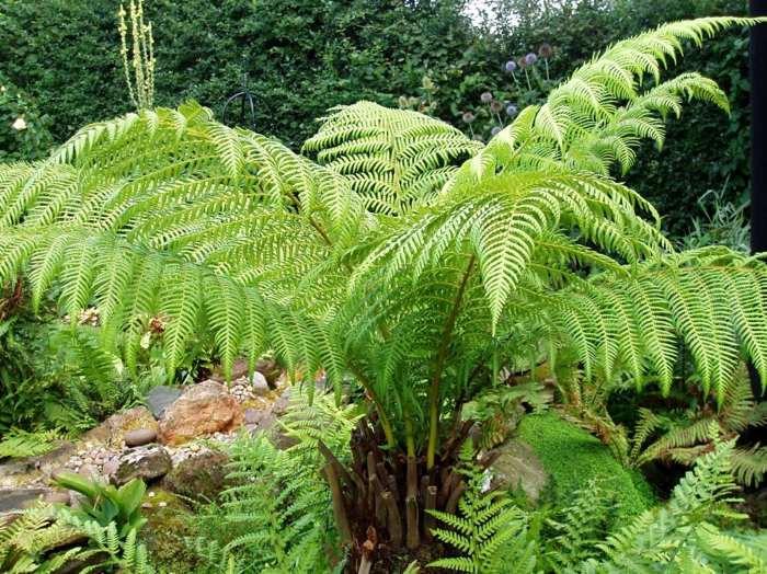 samambaias plantas jardim sombra folhas grandes