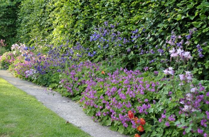 flores em forma de jardim de gerânio cerca viva colorida