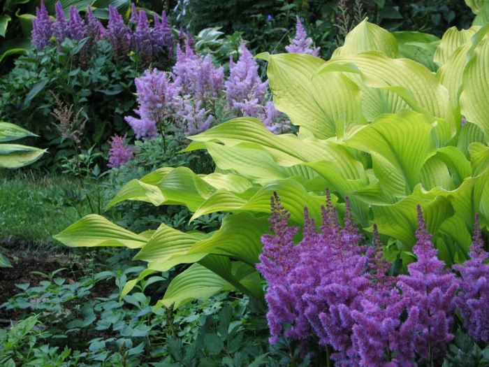 jardim com plantas sombreadas astilbe hosta design