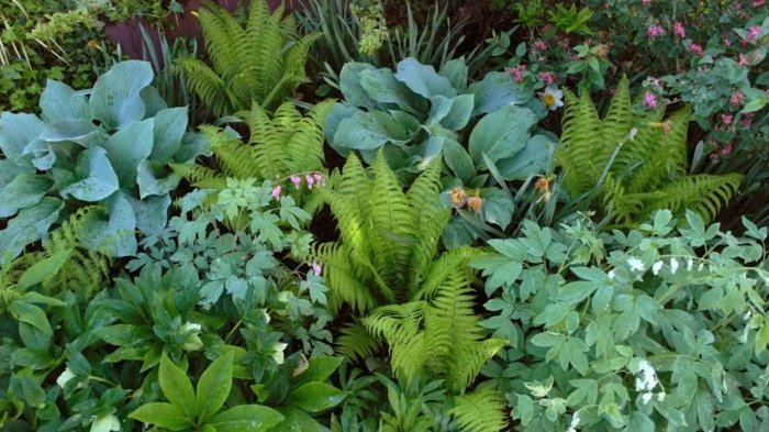 planta hosta sombra cama funkie samambaias verdes