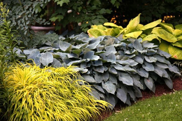 jardim com plantas sombreadas arbustos folhas de azul-petróleo amarelo