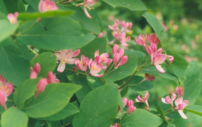 flor rosa totorinis jardim projeto folhas verdes