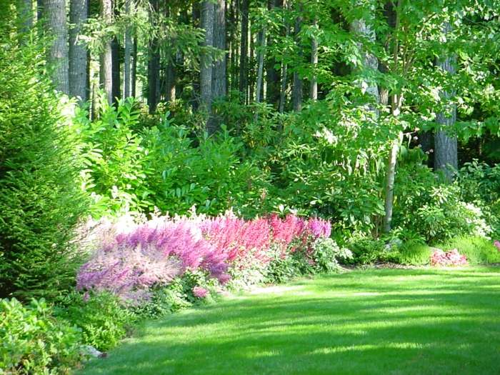 jardim verde esplendor rosa astilbe como um sonho