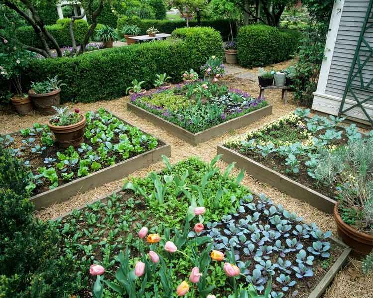 jardim-sem-gramado-cultivo-hortaliças-canteiros elevados