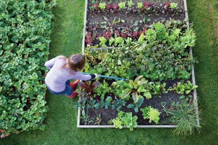 planeje um jardim crie uma cama de vegetais dicas de cuidados