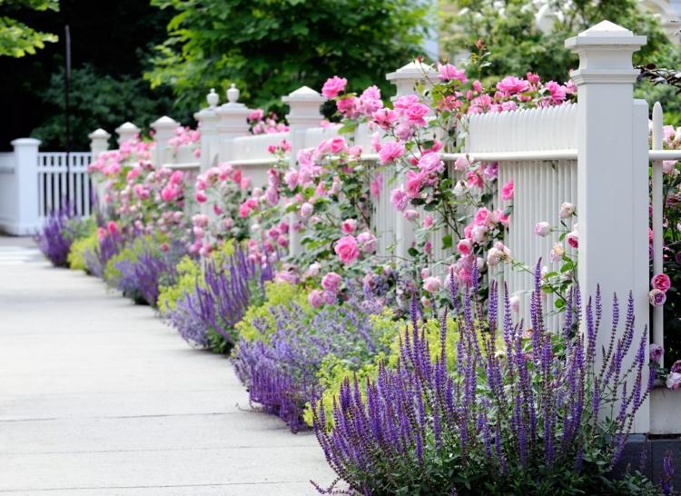 planejar cerca do jardim rosas brancas lavanda rosa deco