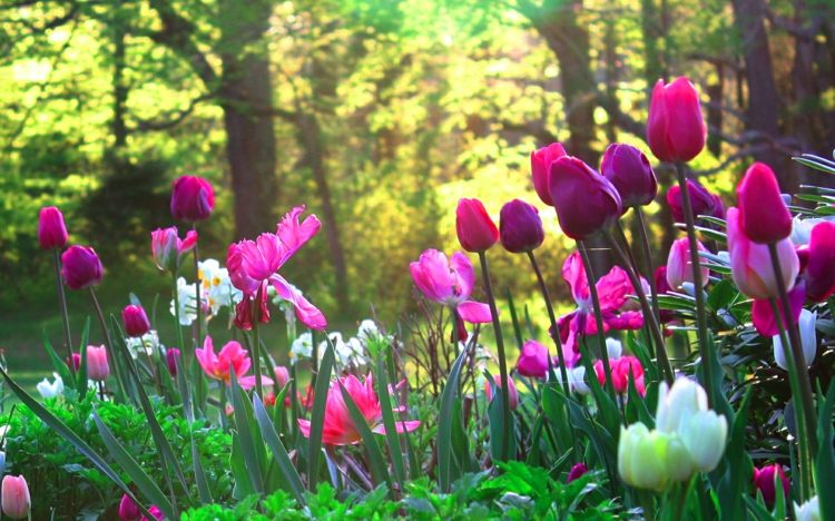 planejamento de jardim tulipas projeto de ideia de jardim de flores