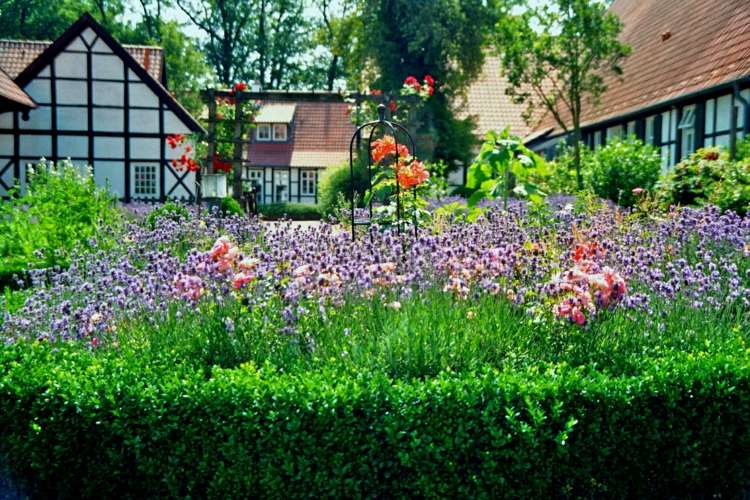 planejar casa em enxaimel flores de buxo roxo