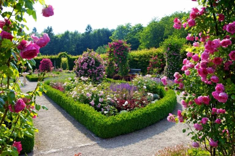 planejando decoração de arbustos de sebe rosa de rosas de jardim