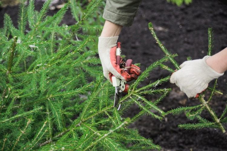 Jardineiro com tesoura corta ramos de abeto devido à preparação de inverno no jardim