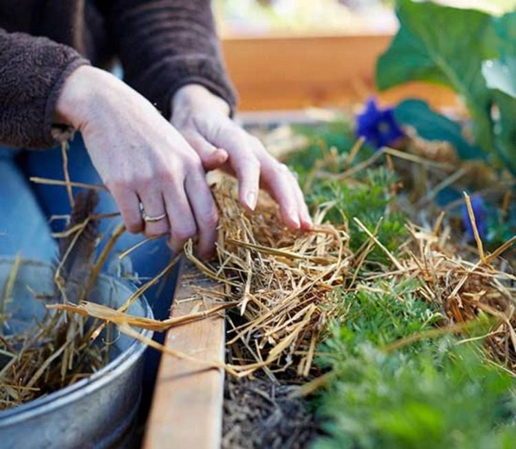 Preparando o jardim para o inverno cobrindo o chão com palha