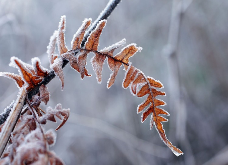 a geada do inverno pode danificar muitos tipos de plantas