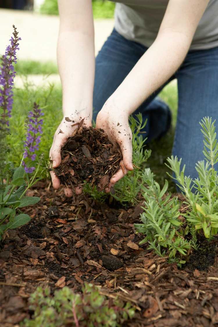 Coloque composto no solo e proteja as plantas anuais no inverno