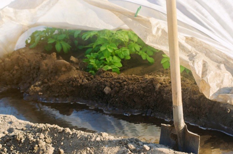 Prepare canteiros de jardim. Garanta a rega cavando e cobrindo no inverno