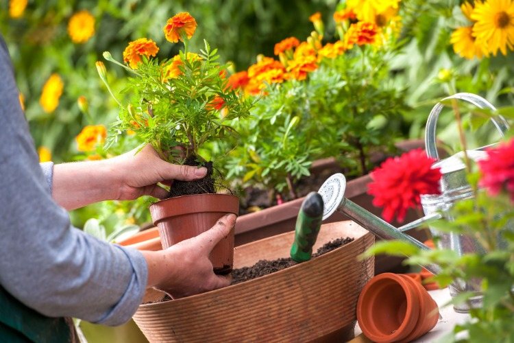 Replique flores no outono e armazene ferramentas de jardim em galpões