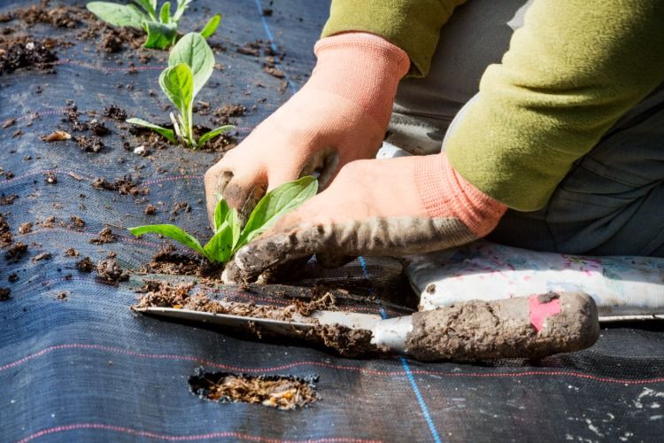 Jardinagem para pequenas plantas cobertas com linho prepara o solo antes do inverno